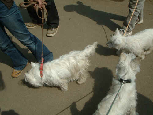 DSCF0033.JPG (326936 oCg)