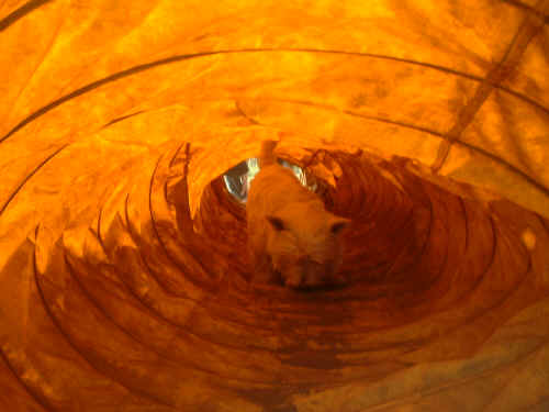 DSCF0035.JPG (326852 oCg)