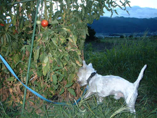 DSCF0090.JPG (332610 oCg)